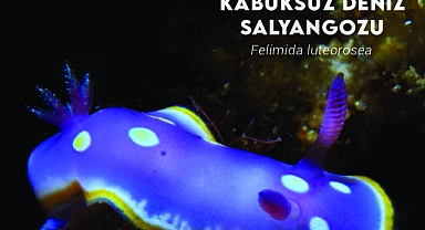 İzmir Körfezi’nde biyolojik çeşitlilik izleme çalışmaları başlıyor