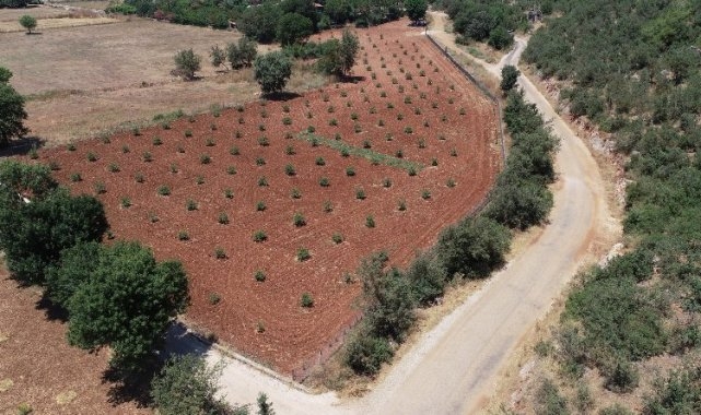 Muğla'da 230 bine yakın ağaç toprakla buluştu
