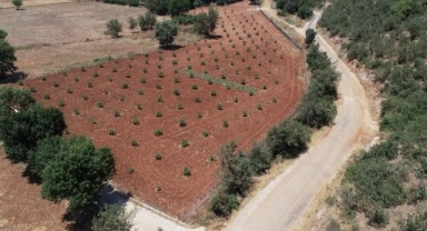 Muğla'da 230 bine yakın ağaç toprakla buluştu