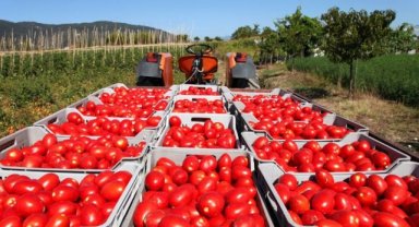 Salça ihracatındaki kısıtlama tedirgin ediyor...