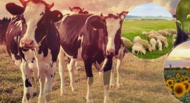 Tarımsal ödemeler çiftçilerin hesaplarında