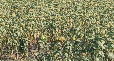 Ayçiçeği avans fiyatına ziraat odalarından tepki