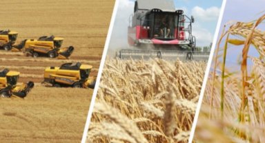 TİGEM işletmelerinden hasat rekoru!