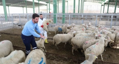 Hayvansal Üretim İstatistikleri yayımlandı
