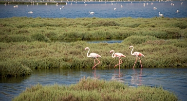 İzmir, Gediz Deltası projesiyle Ufuk Avrupa Programı’nı kazandı