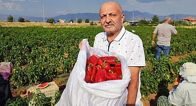 Örnek olsun diye ‘Kapya’ biber dikti hedef 25 ton hasat