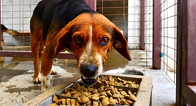 Ucuz, sağlıklı ve lezzetli mamanın formülü Pako’da bulundu