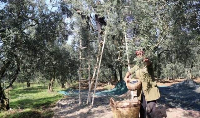 Zeytin alım fiyatları belli oldu...
