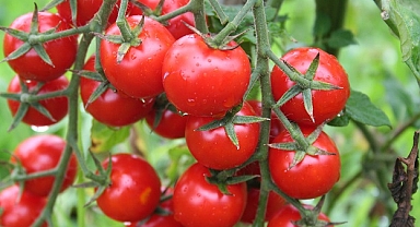 Sanayi ve tarım ihracatı arttı