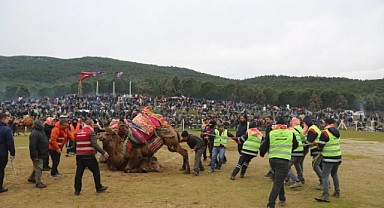 Pehlivan develer Torbalı Arenasına inecek