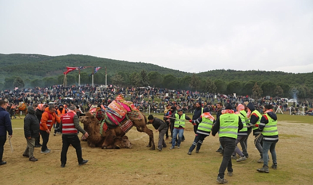 Pehlivan develer Torbalı Arenasına inecek