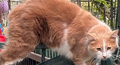 Çatıdan atlayan kedi demir korkuluğa saplandı