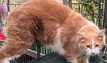 Çatıdan atlayan kedi demir korkuluğa saplandı