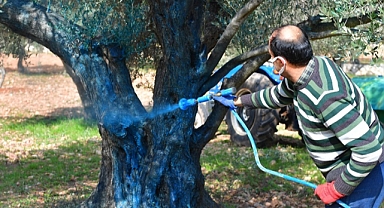 İzmir’de zeytinde hastalık bitti verim arttı