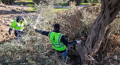 Onat Tüneli’nin güzergâhındaki ağaçlar koruma altında