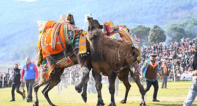 Pehlivan develer Torbalı Arenası’ndaydı