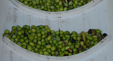 Sofralık zeytin ihracatı döviz bazında yüzde 52 arttı