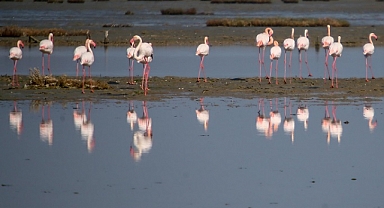 Ege'deki 30 sulak alanda 81 türden 157 bin 503 su kuşu sayıldı
