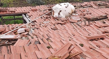 Manisa'da ahırın çatısında mahsur kalan ineği itfaiye ekipleri kurtardı