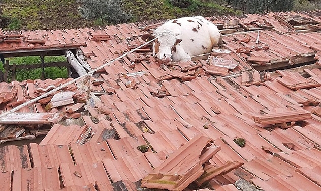 Manisa'da ahırın çatısında mahsur kalan ineği itfaiye ekipleri kurtardı