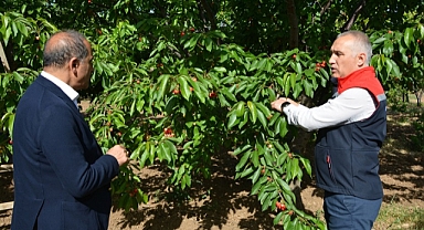 Kirazda 300 milyon dolarlık ihracat hedefi