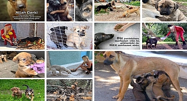 6,5 Milyon Civarı Sahipsiz Köpek Yasayla Katledilecek