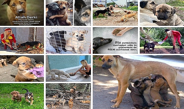 6,5 Milyon Civarı Sahipsiz Köpek Yasayla Katledilecek