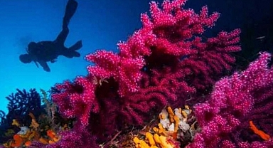 Ayvalık'ın kırmızı mercanları görüntülendi