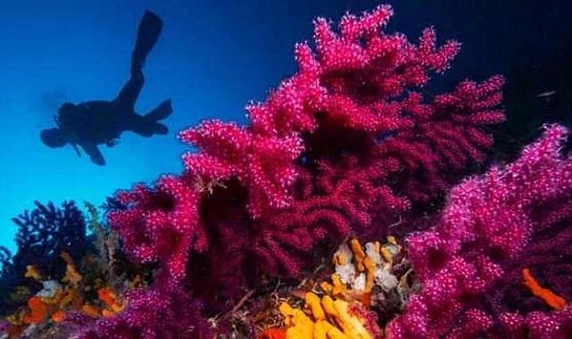 Ayvalık&#039;ın kırmızı mercanları görüntülendi