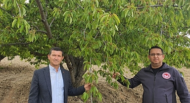 Demirci'de üretici kirazda verimli bir sezon bekliyor