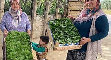 Manisa'da üzüm üreticisi asma yaprağı ile ek gelir sağlıyor