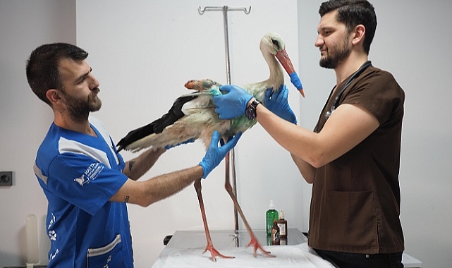 Silahla yaralanan leylek tedavi altına alındı