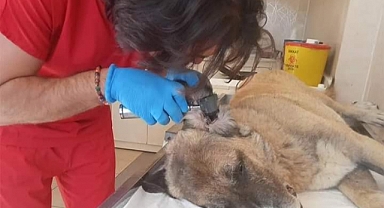 Urla Belediyesi'nden o görüntülere ilişkin açıklama