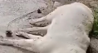 Urla Gülbahçe Mahallesinde vahşet;  6 sokak köpeği zehirlenerek öldürüldü