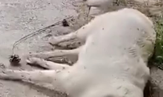 Urla Gülbahçe Mahallesinde vahşet;  6 sokak köpeği zehirlenerek öldürüldü