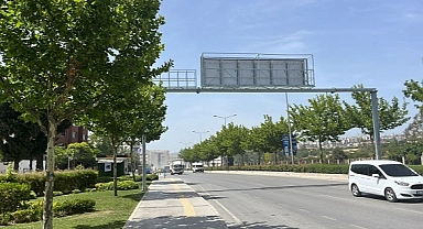 Ağaçlar taşınarak koruma altına alınacak