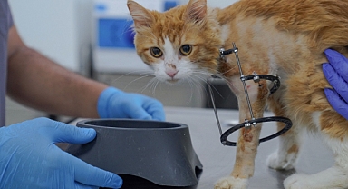 Balım kendine yuva arıyor