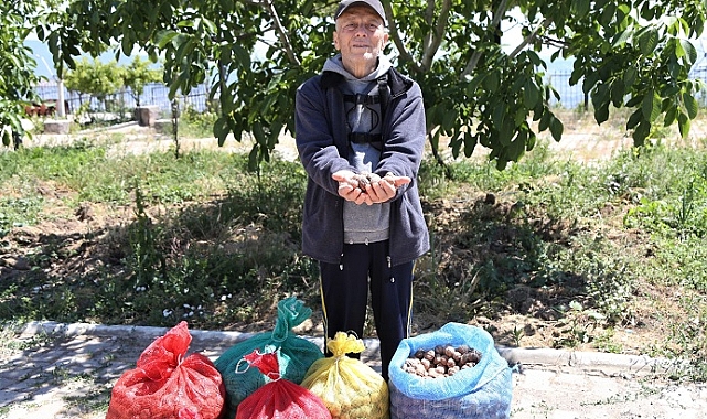 Çiftçinin cevizi çürümekten kurtuldu