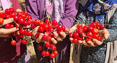 Demirci'nin coğrafi işaretli kirazında hasat başladı