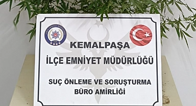 Hint keneviri yetiştirdikleri suçlamasıyla 2 kişi gözaltına alındı