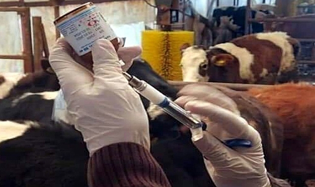 İl Tarım ve Orman Müdürlüğü'nden 'şap' açıklaması