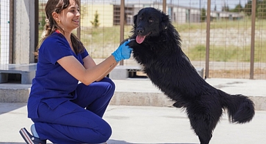 İzmir’deki barınaklardan 500 köpek sahiplendirildi