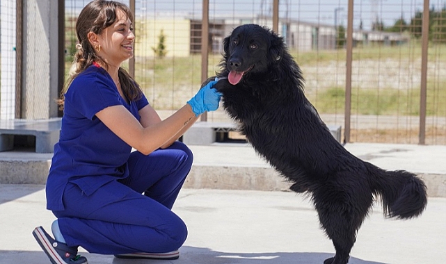 İzmir’deki barınaklardan 500 köpek sahiplendirildi