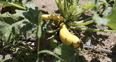 Karşıyaka’da tohumlar toprakla buluştu