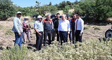 Kekik üretiminin merkezi Denizli'de hasat mesaisi erken başladı