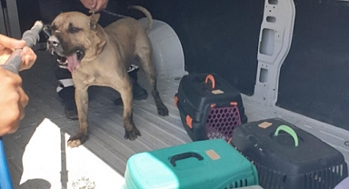 Yangından kurtarılan can dostların bakımı sürüyor