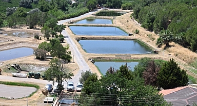 6 milyon sazan balığı iç sularımıza bereket katacak