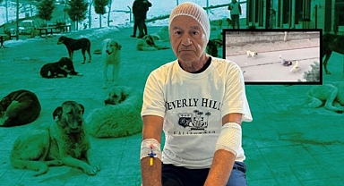 Çeşme'de Başıboş Köpek Dehşeti!