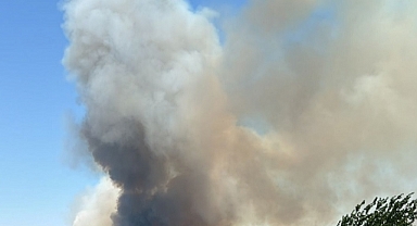 Gaziemir'de ormanlık alanda yangın