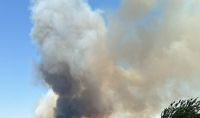 Gaziemir'de ormanlık alanda yangın